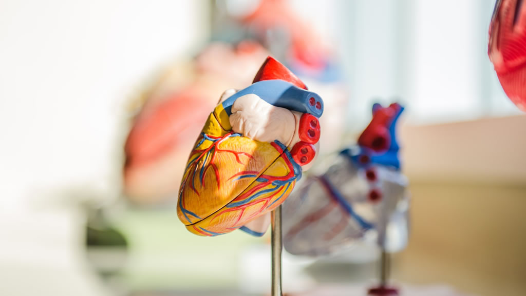 heart model